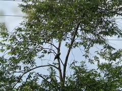 Amazona ochrocephala
