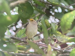 Ammodramus aurifrons