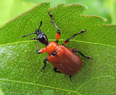 Apoderus coryli