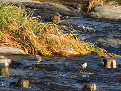 Charadrius placidus