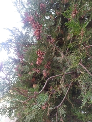 Cupressus lusitanica