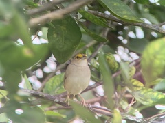 Ammodramus aurifrons