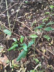 Melicytus ramiflorus