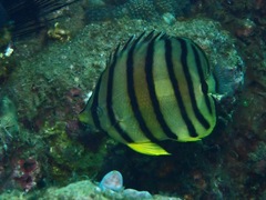 Chaetodon octofasciatus