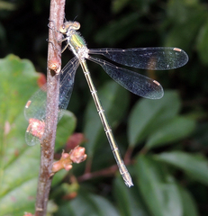 Lestes virens