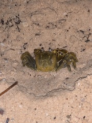 Ocypode fabricii