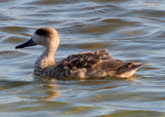 Marmaronetta angustirostris