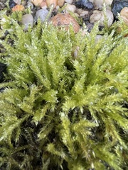 Brachythecium rutabulum