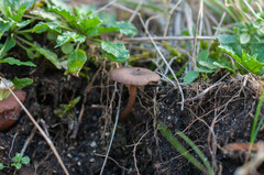 Pseudoclitocybe obbata