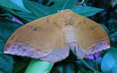 Pseudobunaea natalensis