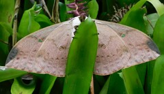 Pseudobunaea natalensis