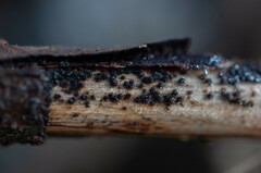 Echinosphaeria strigosa