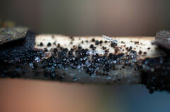 Echinosphaeria strigosa