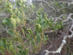 Euclea undulata