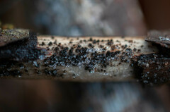 Echinosphaeria strigosa