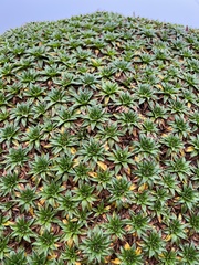 Plantago rigida