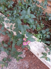 Lantana camara