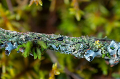 Tryblidiopsis pinastri