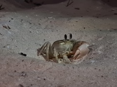 Ocypode convexa