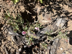 Pachypodium bispinosum
