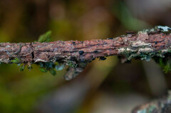 Tryblidiopsis pinastri