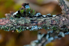 Tryblidiopsis pinastri