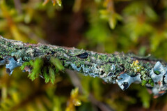 Tryblidiopsis pinastri