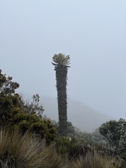 Espeletia hartwegiana