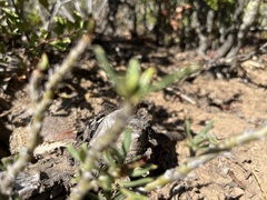 Pachypodium bispinosum