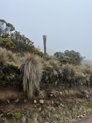 Espeletia hartwegiana