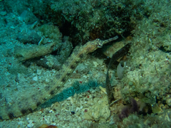 Corythoichthys haematopterus