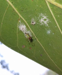 Tetragnathidae