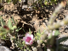 Pachypodium bispinosum