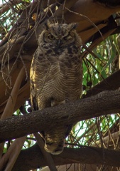 Bubo virginianus magellanicus
