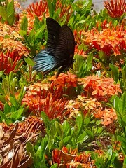 Papilio memnon heronus