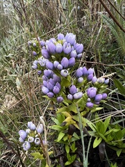 Gentianella selaginifolia