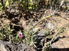 Pachypodium bispinosum