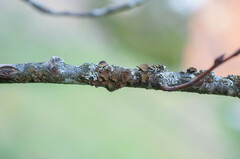 Melanohalea exasperata