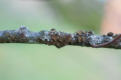 Melanohalea exasperata