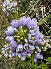 Gentianella selaginifolia