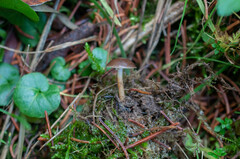 Strobilurus conigenus