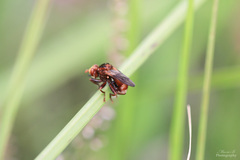 Sicus ferrugineus