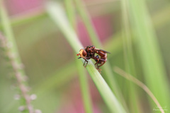 Sicus ferrugineus