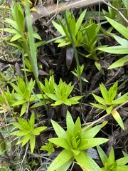 Gentianella selaginifolia