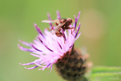 Sicus ferrugineus