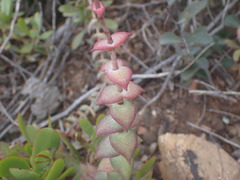 Crassula perforata