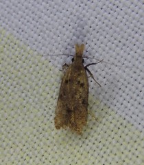 Dichomeris dryinodes