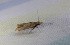 Dichomeris dryinodes