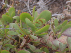 Crassula ovata