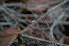 Marasmius wettsteinii